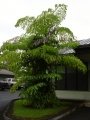 Habit at Hilo, Hawaii (USA). November 18, 2003.
