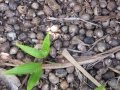 Fruit on ground with seedling at Iao Tropical Gardens of Maui, Maui, Hawaii (USA). May 22, 2012.