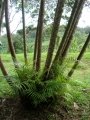 Habit at Waikamoi trail, Maui, Hawaii (USA). January 07, 2005.