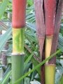 Colored trunk at Resort Management Group Nursery Kihei, Maui, Hawaii (USA). February 09, 2011.