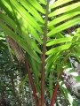 Fronds at Iao Tropical Gardens of Maui, Maui, Hawaii (USA). May 22, 2012.