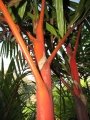 Colored trunk at Resort Management Group Nursery Kihei, Maui, Hawaii (USA). February 09, 2011.