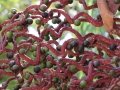 Habit with zigzag fruit stalk at Iao Tropical Gardens of Maui, Maui, Hawaii (USA). May 22, 2012.