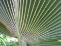 Frond fur at base at Pololei Haiku, Maui, Hawaii (USA). April 11, 2013.