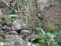 Habit at Iao, Maui, Hawaii (USA). April 30, 2010.