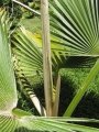 Fronds unfurling at Pololei Haiku, Maui. April 11, 2013, Hawaii (USA).