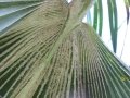 Frond fur at base at Pololei Haiku, Maui, Hawaii (USA). April 11, 2013.