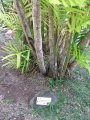 Habit at Iao Tropical Gardens of Maui, Maui, Hawaii (USA). May 22, 2012.