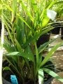 Habit at Home Depot Nursery Kahului, Maui, Hawaii (USA). January 17, 2008.