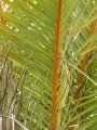 Frond at UH Hilo, Hawaii. July 16, 2012.