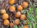 Fruit on ground at Forest Lawn Cemetery Pompano Beach, Florida. September 23, 2009.