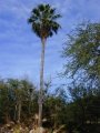 Tall tree at Lahaina, Maui, Hawaii (USA). September 14, 2001.