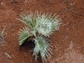 Filiferous seedling at Lahaina, Maui, Hawaii (USA). September 14, 2001.