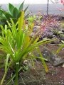 Fruiting habit at Hilo Airport, Hawaii. July 19, 2012.