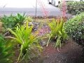 Flowering habit at Hilo Airport, Hawaii. July 19, 2012.