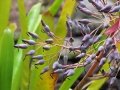 Fruiting habit at Hilo Airport, Hawaii. July 19, 2012.
