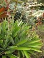 Flowering habit at Enchanting Floral Gardens of Kula, Maui, Hawaii (USA). August 03, 2010.