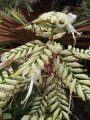 Flowering habit at Enchanting Floral Gardens of Kula, Maui, Hawaii (USA). August 03, 2010.