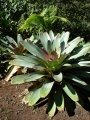 Habit at Enchanting Floral Gardens of Kula, Maui, Hawaii (USA). April 30, 2009.