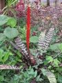 Flowering habit at Enchanting Floral Gardens of Kula, Maui, Hawaii (USA). August 03, 2010.