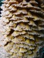 Male cone at Enchanting Gardens of Kula, Maui, Hawaii (USA). July 16, 2008.