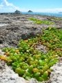 Habit at Popoia, Oahu, Hawaii (USA). February 23, 2005.