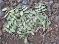 Habit at Manawainui, Hawaii (USA), Maui.