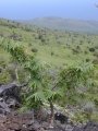 Habit at Auwahi, Maui, Hawaii (USA). June 22, 2002.