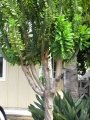 Habit at Kahului, Maui, Hawaii (USA). August 13, 2009.