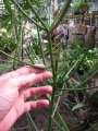 Habit at Sacred Garden of Maliko, Maui, Hawaii (USA). January 24, 2011.