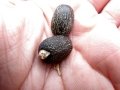 Seeds at Kula Agriculture Park, Maui, Hawaii (USA). June 20, 2012.
