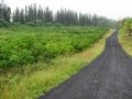 Plantation at Hilo, Hawaii, Hawaii (USA). July 17, 2012.