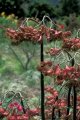 Flowers and fruits at Enchanting Floral Gardens of Kula, Maui, Hawaii (USA). May 29, 1998.