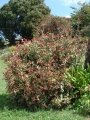 Flowering habit at Pukalani, Maui, Hawaii (USA). March 02, 2007.