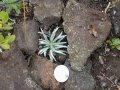 Planted at Mauna Loa Strip Rd silversword exclosure, Hawaii, USA. December 05, 2001.