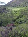 Flowering habit at Kanaio, Maui, Hawaii (USA). March 31, 2004.