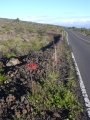 Flowering habit at Kanaio, Maui, Hawaii (USA). December 10, 2003.