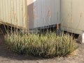 Flowering habit at Honokanaia, Kahoolawe, Hawaii (USA). December 18, 2012.