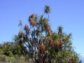 Branch tips with fruits at Auwahi, Maui, Hawaii, USA. February 22, 2003.