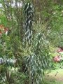 Flowering habit at Nahiku, Maui, Hawaii, USA. June 23, 2009.