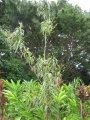 Flowers and variegated leaves at Kaeleku, Maui, Hawaii, USA. June 23, 2009.