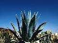 Agave americana (Century Plant)