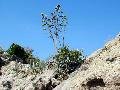 The inflorescence of the Agave americana can reach epic proportions, soaring up to 8 m.
