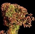 The inflorescence is a dense, flattish, leafy panicle up to 10-15cm with 50 to hundreds minute, whitish flowers.