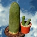 along with  Trichoceres bridgesii mostruosa (the 