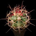 The spines sit on prominent nipples when young which will fade into the rib with age.