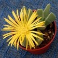 Flowers are pure yellow daisy-like and appear in Autumn.