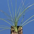 Dasylirion longissimum (young specimen).