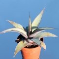 Young specimen Pot 5.5 cm Ø.