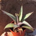 Pot 5.5 cm Ø. The sun also gives the plant a red hue around the edges which accents the white marks and green leaves beautifully